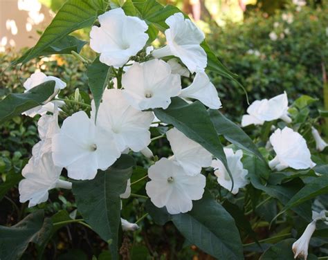 moonflower plants for sale near me|morning glory tree for sale.